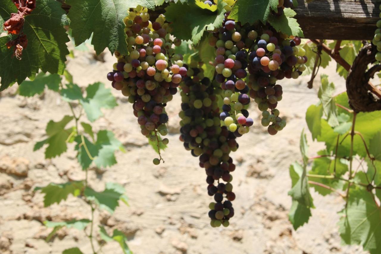 Podere Campo Alle Serpi Бибона Екстериор снимка